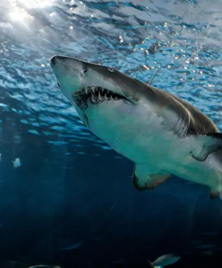 In Guadaloupe mit Weissen Haien tauchen